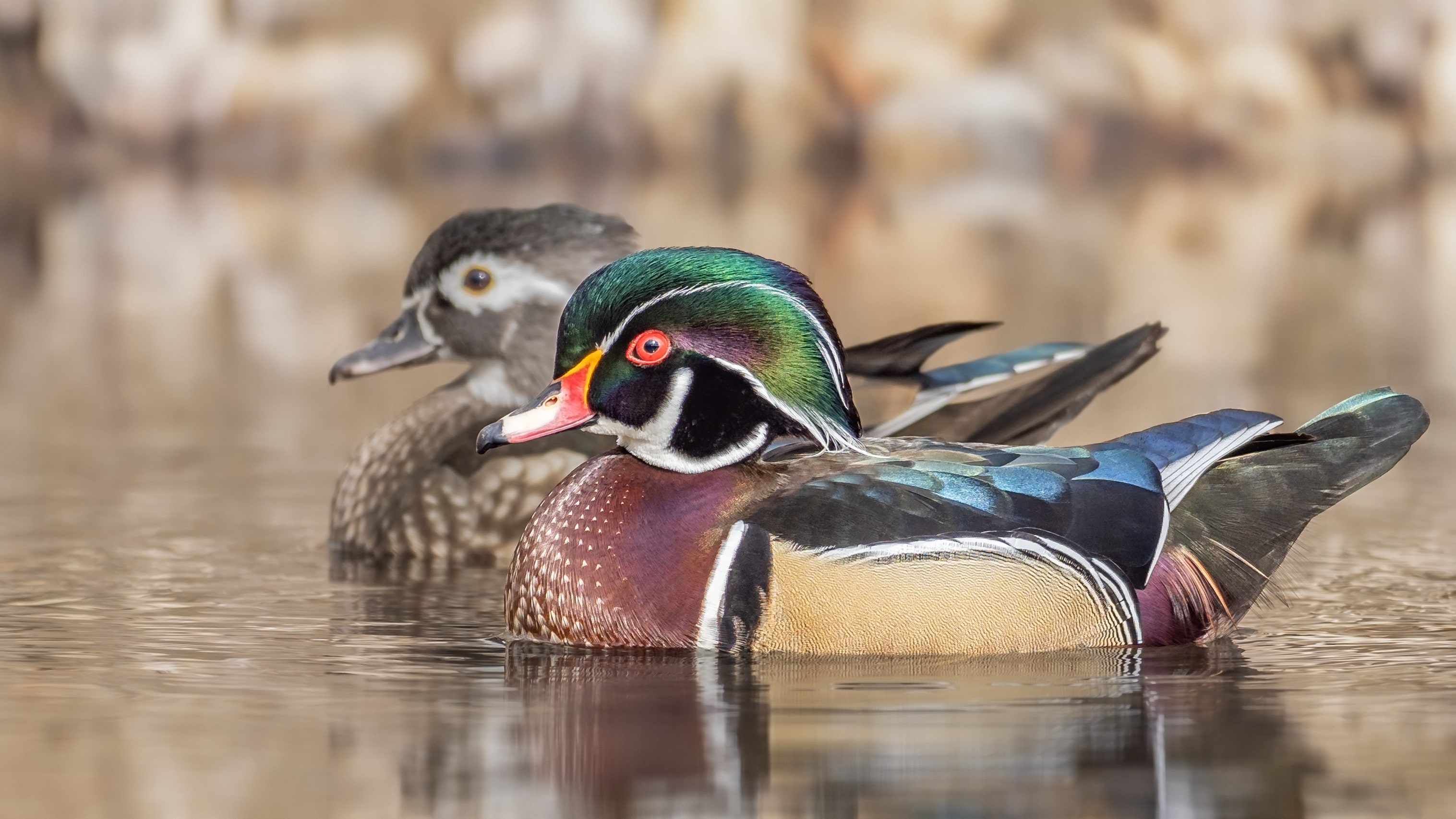 Wood Ducks